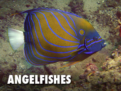 Angelfishes