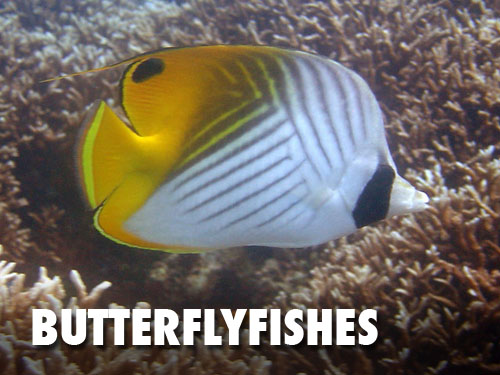 Butterflyfishes