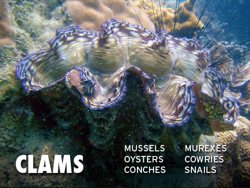 Clams