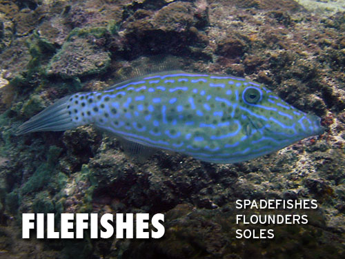 Filefishes