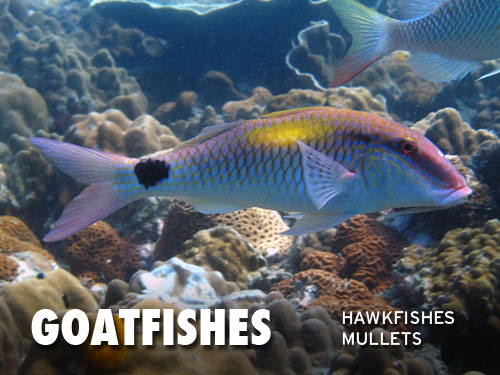 Goatfishes