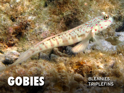 Gobies