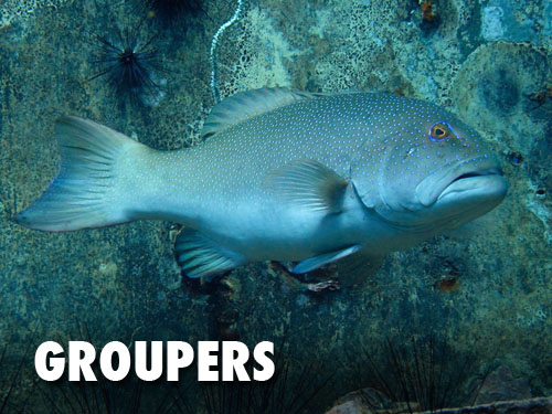 Groupers