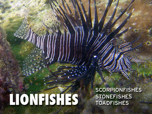 Lionfishes