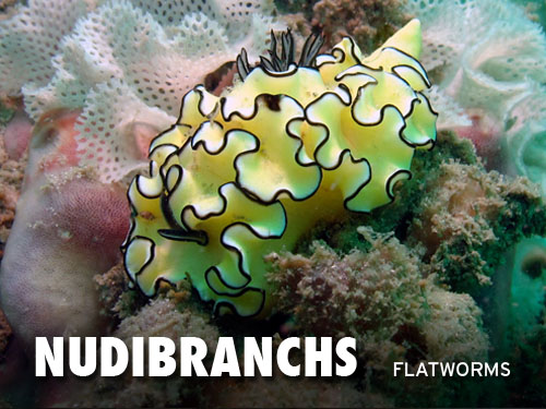 Nudibranchs