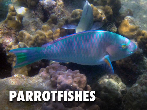 Parrotfishes