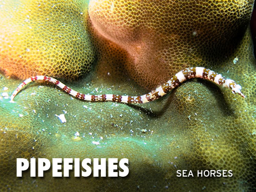 Pipefishes