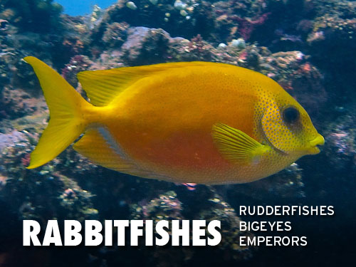 Rabbitfishes