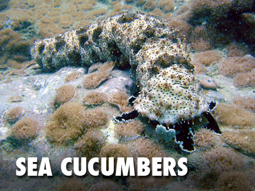 Sea Cucumbers