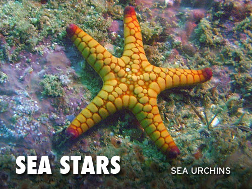 Sea Stars