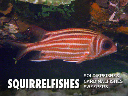 Squirrelfishes