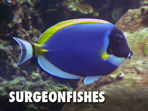 Surgeonfishes