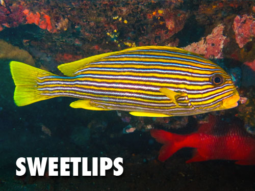 Sweetlips