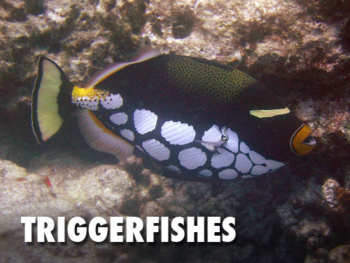 Triggerfishes