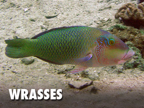 Wrasses